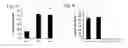 Fig. 07 - SECRETED AP2 AND METHODS OF INHIBITING SAME