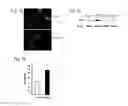 Fig. 09 - SECRETED AP2 AND METHODS OF INHIBITING SAME