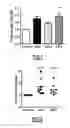 Fig. 02 - Compounds and Methods for the Treatment of Cancer