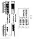 Fig. 06 - Anti-ILT7 antibody