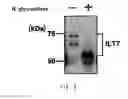 Fig. 07 - Anti-ILT7 antibody