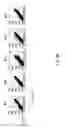 Fig. 09 - Anti-ILT7 antibody