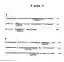 Fig. 06 - ULTRA HIGH AFFINITY NEUTRALIZING ANTIBODIES