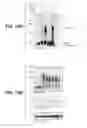 Fig. 20 - Methods and compositions for targeting polyubiquitin