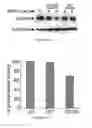 Fig. 05 - CD45 and Methods and Compounds Related Thereto