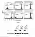 Fig. 06 - CD45 and Methods and Compounds Related Thereto