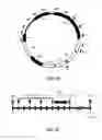 Fig. 02 - Induction of Pancreatic Stem Cells by Transient Overexpression of Reprogramming Factors and PDX1 Selection