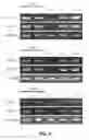 Fig. 06 - Induction of Pancreatic Stem Cells by Transient Overexpression of Reprogramming Factors and PDX1 Selection