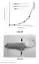 Fig. 07 - Induction of Pancreatic Stem Cells by Transient Overexpression of Reprogramming Factors and PDX1 Selection