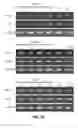 Fig. 14 - Induction of Pancreatic Stem Cells by Transient Overexpression of Reprogramming Factors and PDX1 Selection