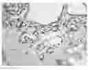 Fig. 01 - ERG monoclonal antibodies