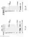 Fig. 02 - ERG monoclonal antibodies