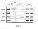 Fig. 04 - ERG monoclonal antibodies