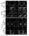 Fig. 05 - ERG monoclonal antibodies
