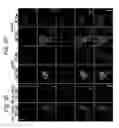 Fig. 06 - ERG monoclonal antibodies