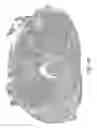 Fig. 10 - ERG monoclonal antibodies