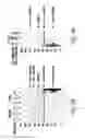 Fig. 12 - ERG monoclonal antibodies