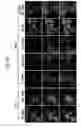 Fig. 13 - ERG monoclonal antibodies
