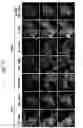 Fig. 16 - ERG monoclonal antibodies