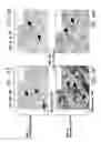 Fig. 19 - ERG monoclonal antibodies