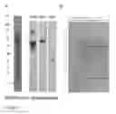 Fig. 06 - Method for the purification of protein complexes