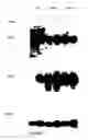 Fig. 09 - METHOD OF ENHANCING AN IMMUNE RESPONSE