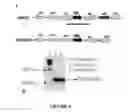 Fig. 09 - MULTIPLE DELIVERY SYSTEM FOR HETEROLOGOUS ANTIGENS