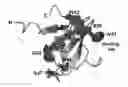 Fig. 01 - Immunosuppressor based on the blockage of TCR-Nck interaction