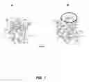 Fig. 02 - Immunosuppressor based on the blockage of TCR-Nck interaction