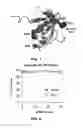 Fig. 08 - Immunosuppressor based on the blockage of TCR-Nck interaction