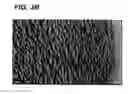 Fig. 06 - Decellularized tissue engineered constructs and tissues