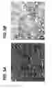 Fig. 09 - Decellularized tissue engineered constructs and tissues