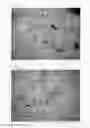 Fig. 08 - Method for preparing an organic-compatible and water-compatible composition of metal nanocrystals, and resulting composition