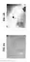 Fig. 07 - COMPOSITIONS AND METHODS FOR CELL KILLING