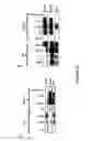 Fig. 37 - E3 LIGASE INHIBITORS