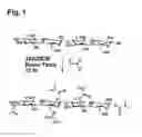Fig. 02 - Cellulose based polymer material
