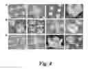 Fig. 09 - SELF-ASSEMBLY OF LITHOGRAPHICALLY PATTERNED POLYHEDRAL NANOSTRUCTURES AND FORMATION OF CURVING NANOSTRUCTURES