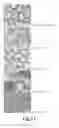 Fig. 14 - SELF-ASSEMBLY OF LITHOGRAPHICALLY PATTERNED POLYHEDRAL NANOSTRUCTURES AND FORMATION OF CURVING NANOSTRUCTURES