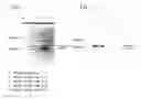 Fig. 01 - ANTI-GPCR ANTIBODY AND THE METHOD OF PRODUCING THE SAME