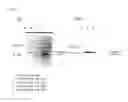 Fig. 02 - ANTI-GPCR ANTIBODY AND THE METHOD OF PRODUCING THE SAME
