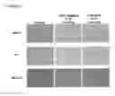 Fig. 07 - Cell transport system comprising a homogeneous mixture of agarose and agarase
