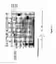 Fig. 12 - Polymer-von Willebrand factor-conjugates