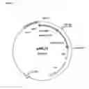 Fig. 05 - Rhamnose promoter expression system