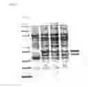Fig. 08 - Rhamnose promoter expression system