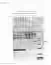 Fig. 12 - Rhamnose promoter expression system