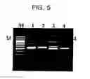 Fig. 08 - Processes using dual specificity oligonucleotide and dual specificity oligonucleotide