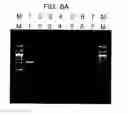 Fig. 09 - Processes using dual specificity oligonucleotide and dual specificity oligonucleotide