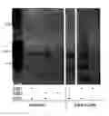 Fig. 01 - MINICELL BASED DELIVERY OF BIOLOGICALLY ACTIVE COMPOUNDS