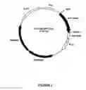 Fig. 04 - Synthetic genes and genetic constructs
