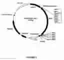 Fig. 06 - Synthetic genes and genetic constructs